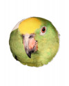 almofada-estampa-papagaio-usenatureza